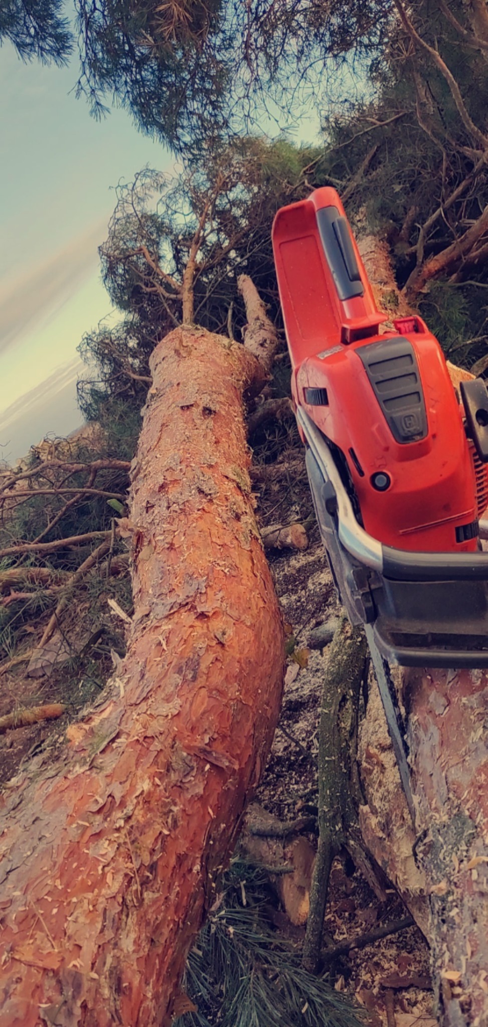 Czerwona pilarka spalinowa Husqvarna na pniu ściętego drzewa iglastego z widocznymi wiórami, w tle korony drzew i niebo.