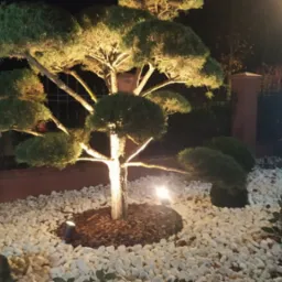Oświetlony ozdobny krzew w ogrodzie nocą, z białymi kamieniami i lampą ogrodową w tle.
