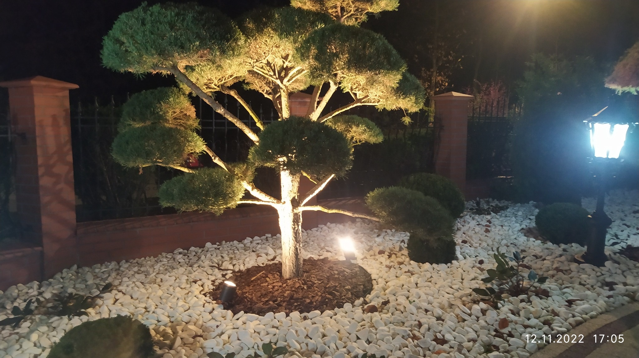 Oświetlony ozdobny krzew w ogrodzie nocą, z białymi kamieniami i lampą ogrodową w tle.