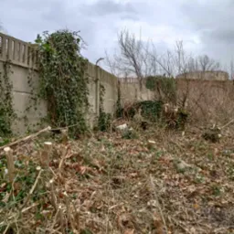 Teren po wycince drzew i krzewów, widoczne pnie, gałęzie i liście na ziemi, betonowy płot porośnięty bluszczem w tle, pochmurne niebo.