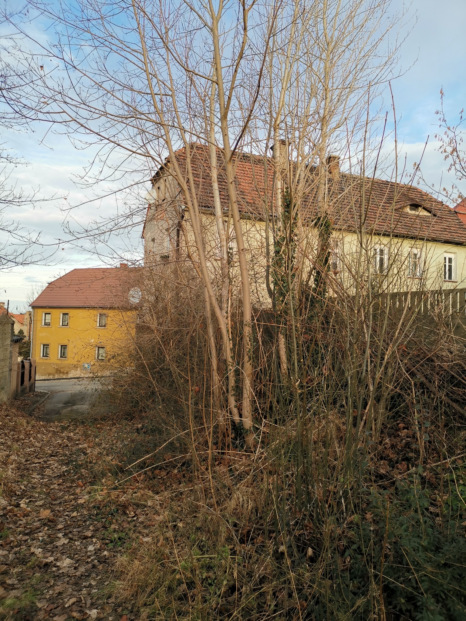 Widok na budynki mieszkalne przez gęstwinę suchych gałęzi i opadłych liści jesienią.