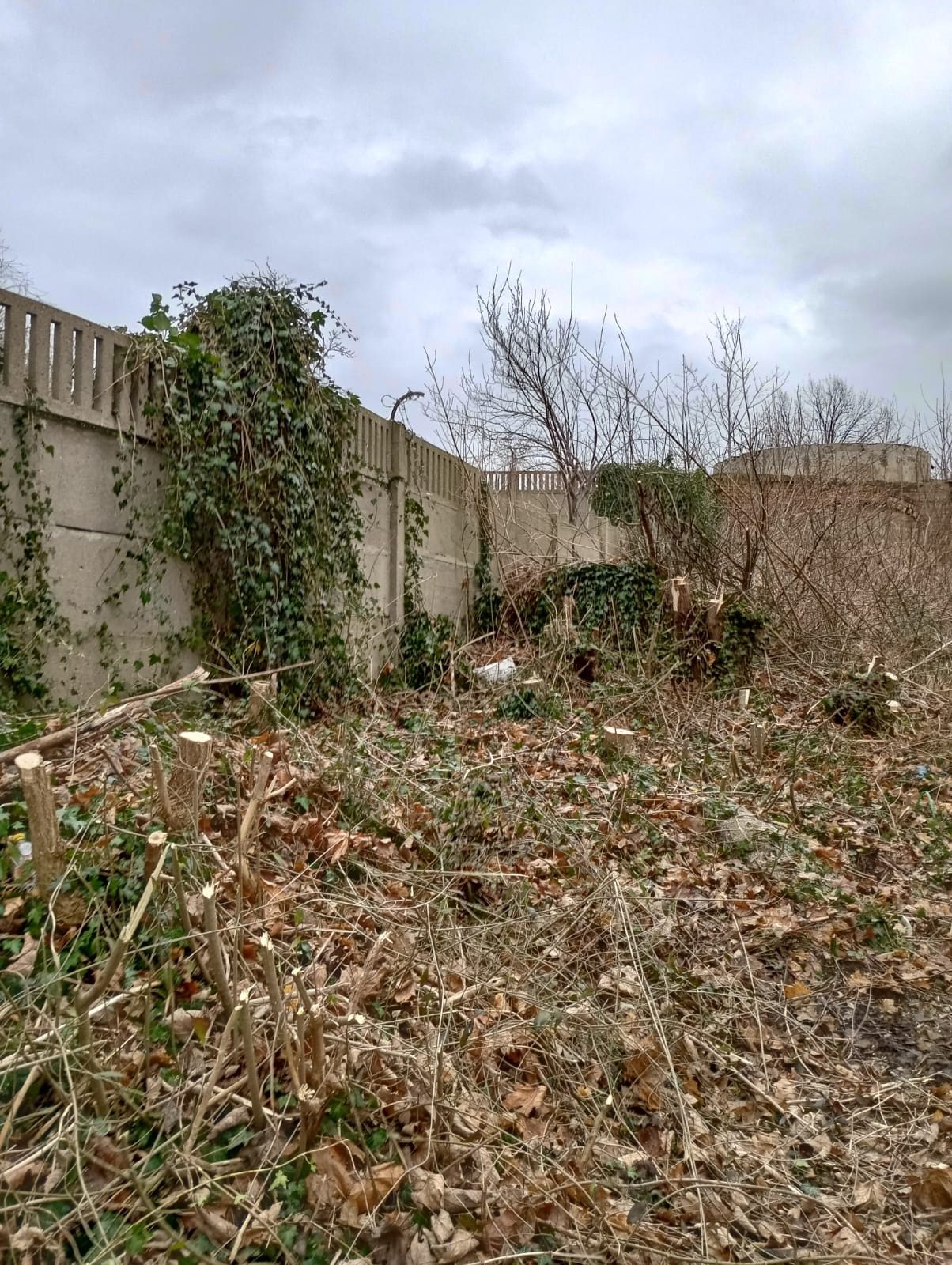 Teren po wycince drzew i krzewów, widoczne pnie, gałęzie i liście na ziemi, betonowy płot porośnięty bluszczem w tle, pochmurne niebo.