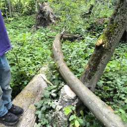 RAFEXAN RAFAŁ HELIASZ - Przewrócone drzewo po wycince, częściowo pocięte. Na pierwszym planie fragment pnia z odciętą gałęzią, w tle zieleń lasu i korzenie powalonego drzewa.