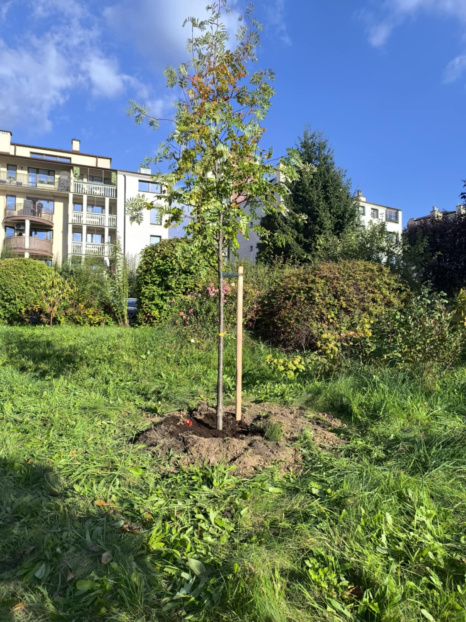 Młode drzewo z podporami, świeżo posadzone na trawniku przed budynkiem mieszkalnym w słoneczny dzień. Widoczne ślady po sadzeniu.