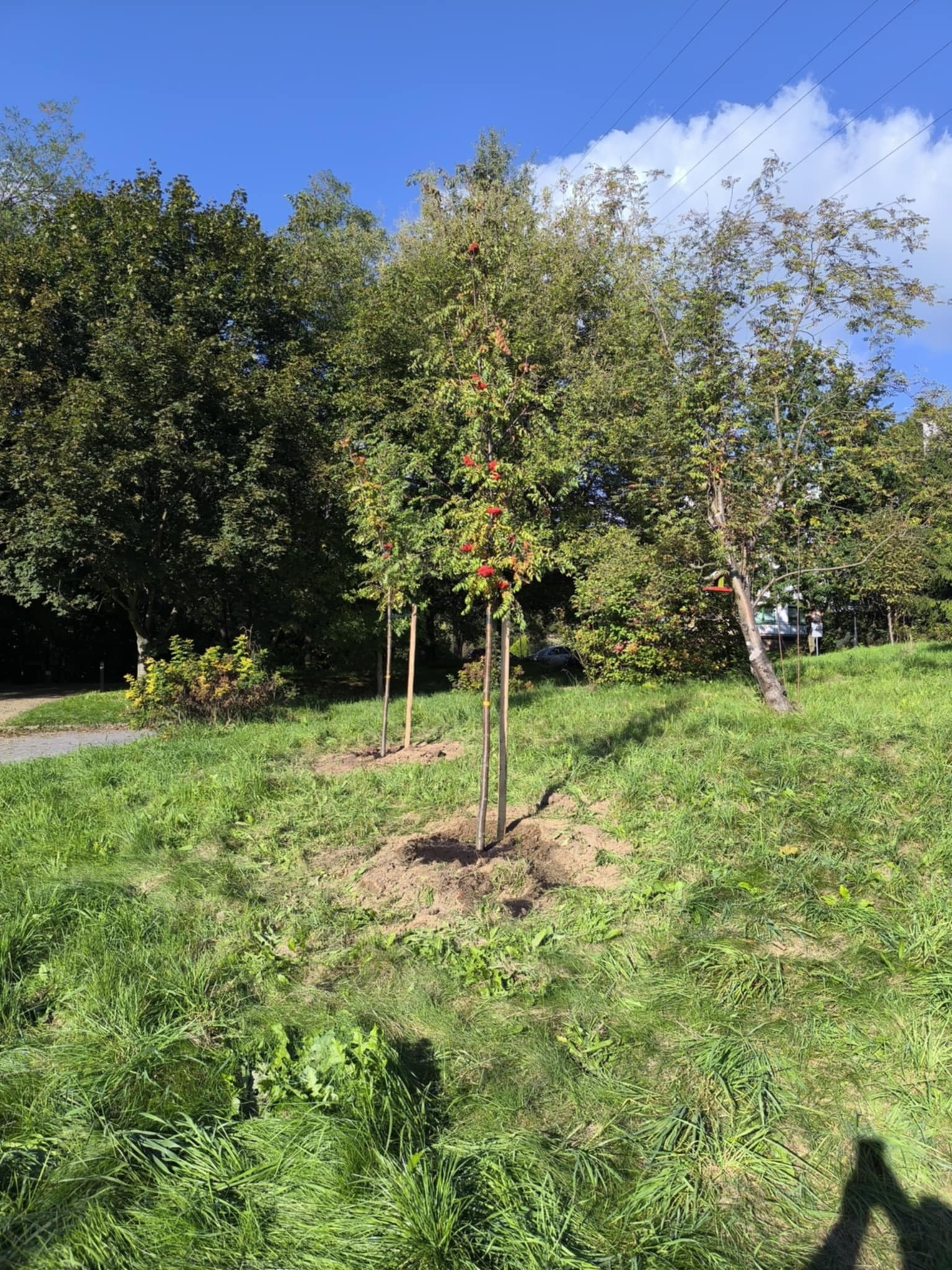 Trzy młode jarzębiny posadzone na trawiastym terenie, z widocznymi śladami ziemi wokół pni, na tle dojrzałego drzewostanu i błękitnego nieba.
