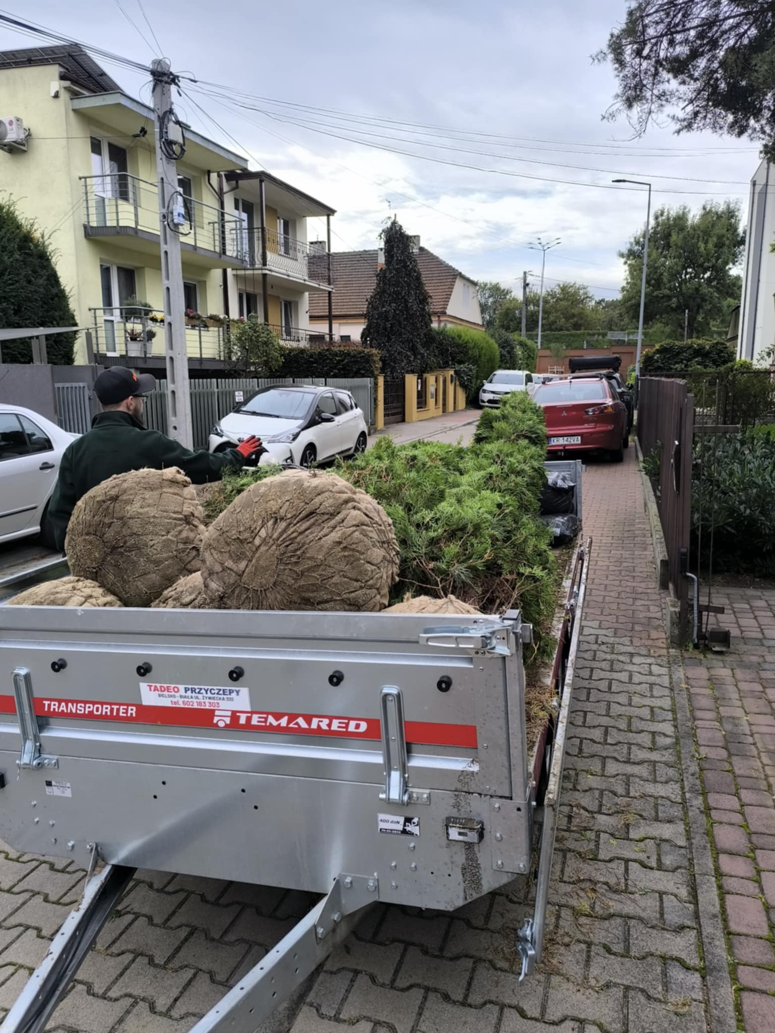 Przyczepa Temared z drzewkami iglastymi w jutowych workach, przygotowana do nasadzeń w ogrodzie. W tle zabudowa jednorodzinna i pracownik w trakcie rozładunku.