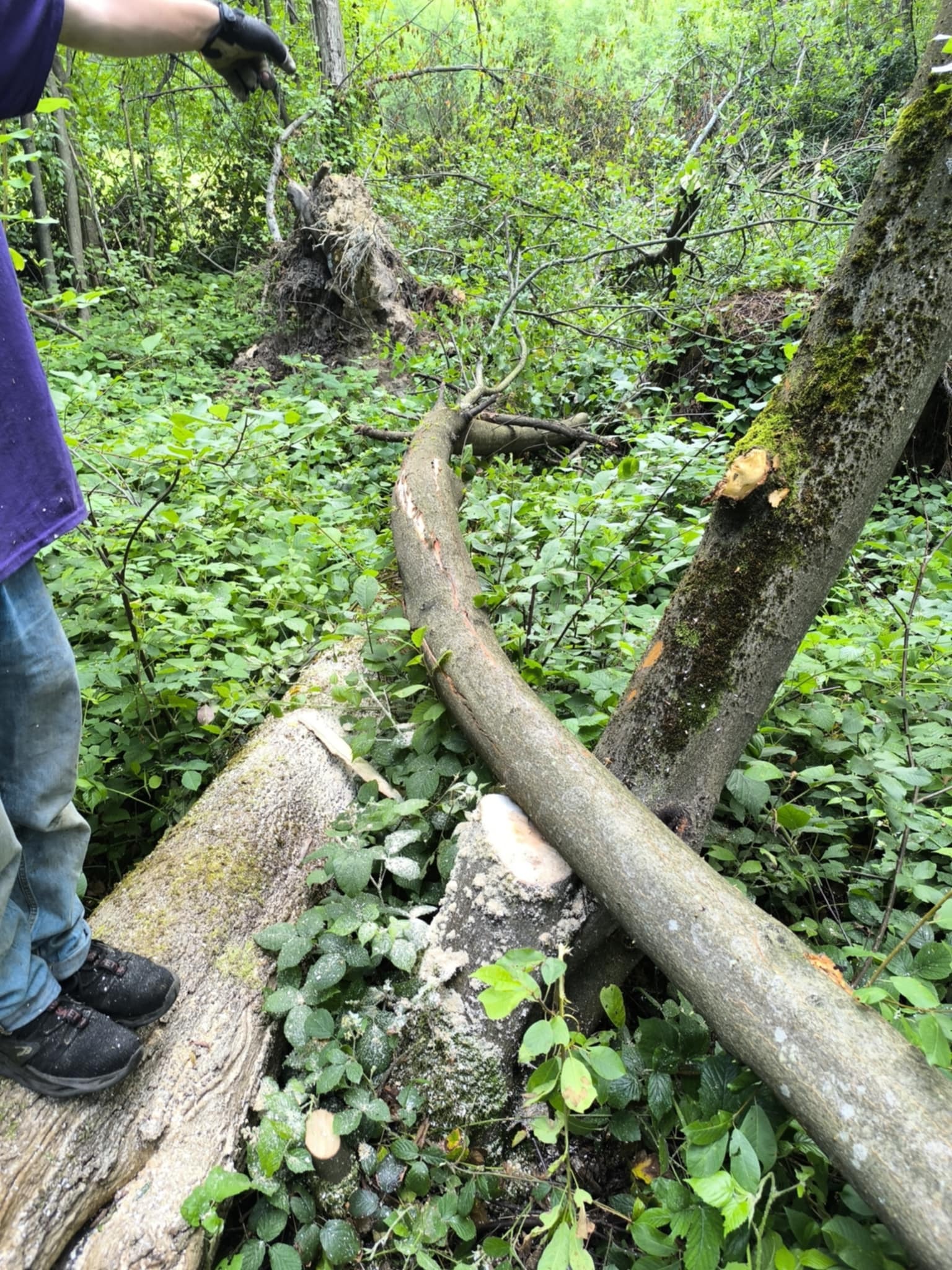 Przewrócone drzewo po wycince, częściowo pocięte. Na pierwszym planie fragment pnia z odciętą gałęzią, w tle zieleń lasu i korzenie powalonego drzewa.