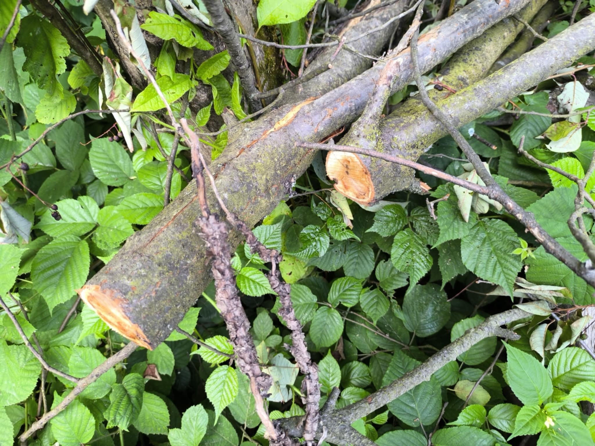 Ścięte gałęzie drzewa leżące na zielonych liściach, widoczne ślady cięcia, mech na korze.