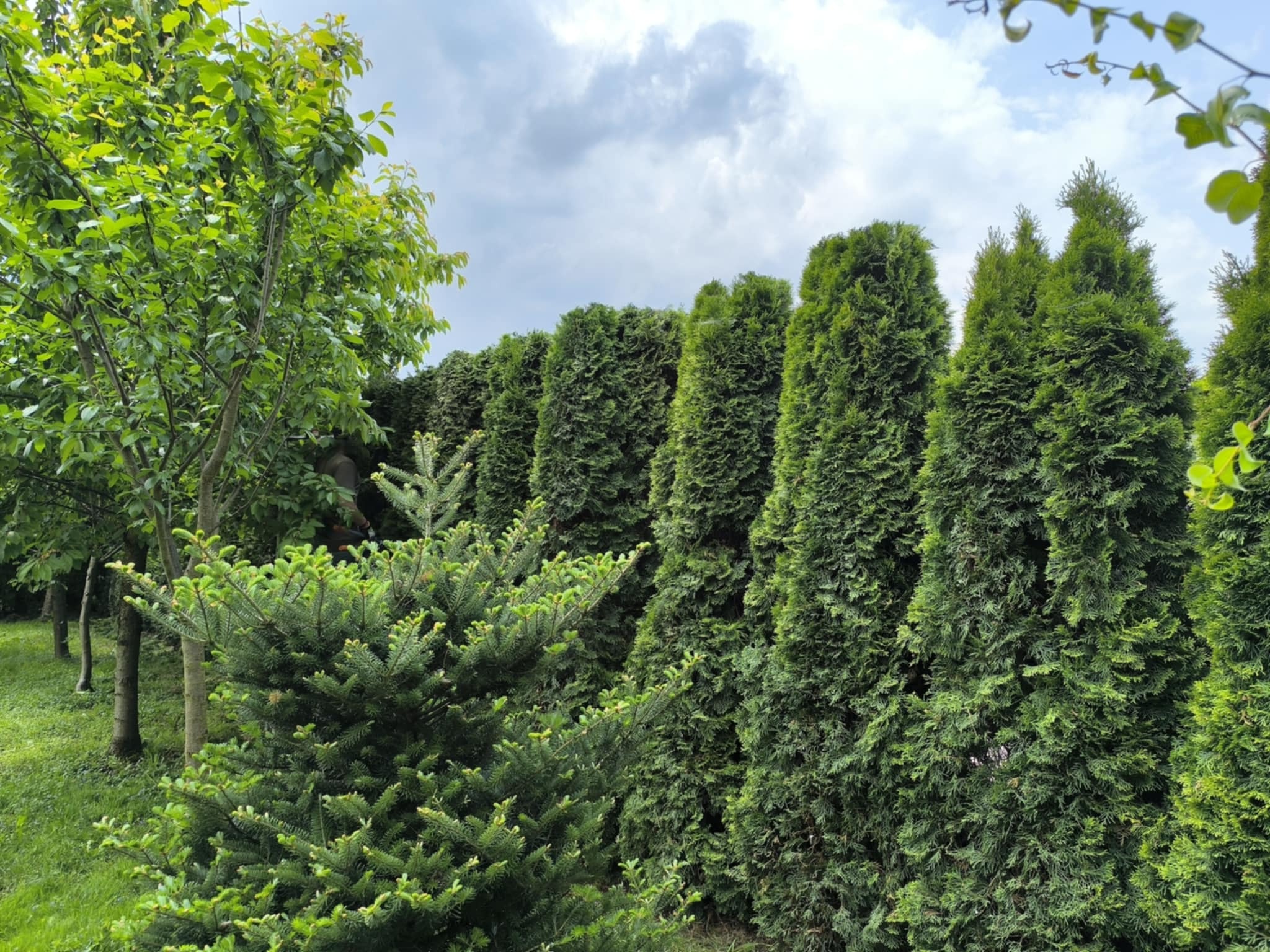 Równy szpaler zielonych tuj tworzących żywopłot, z młodymi drzewkami i krzewami na pierwszym planie, pod pochmurnym niebem.