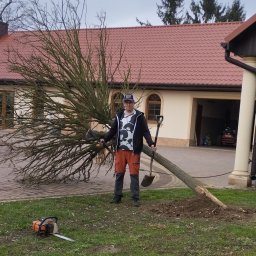 Wykopane i przygotowane do cięcia