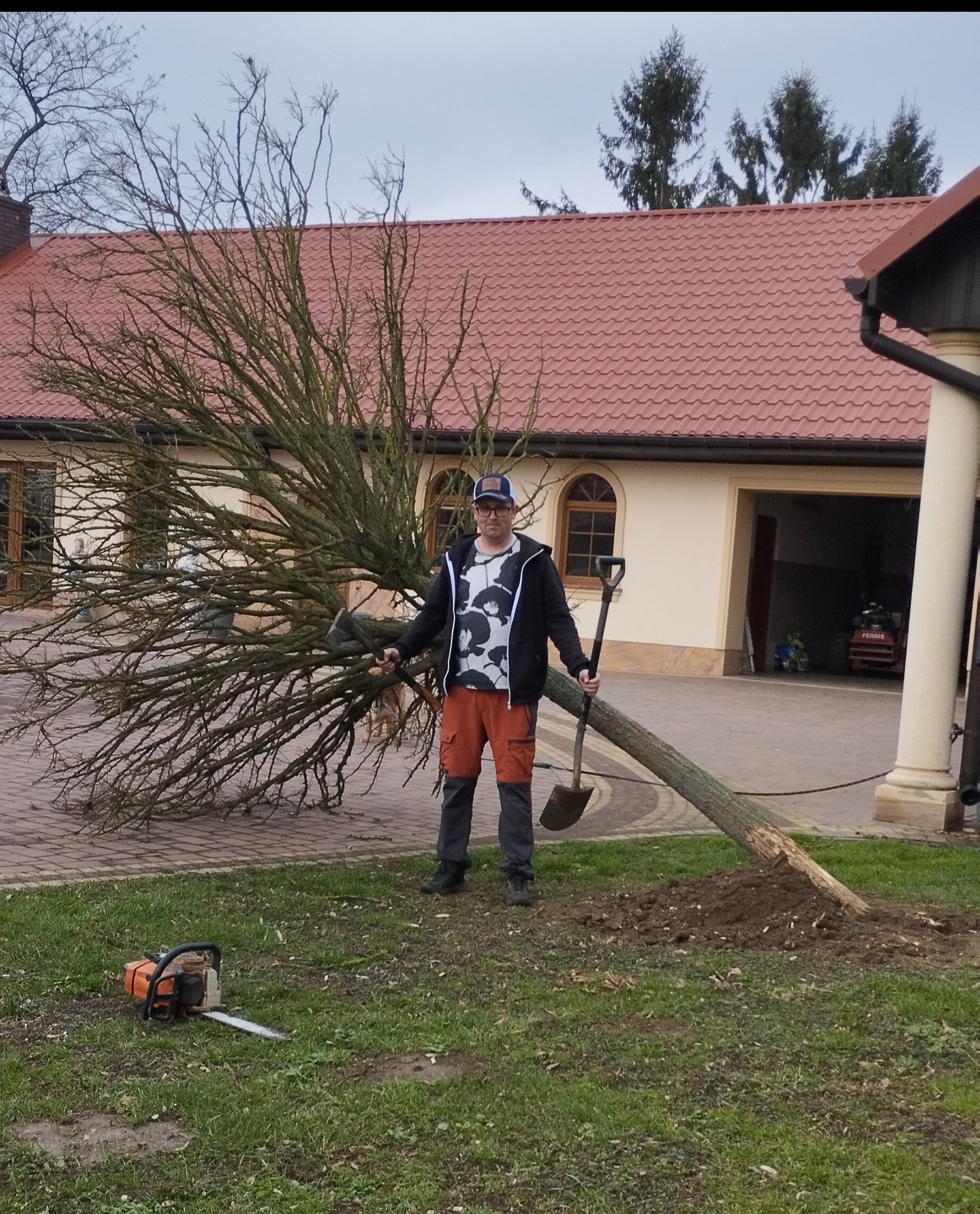 Wykopane i przygotowane do cięcia