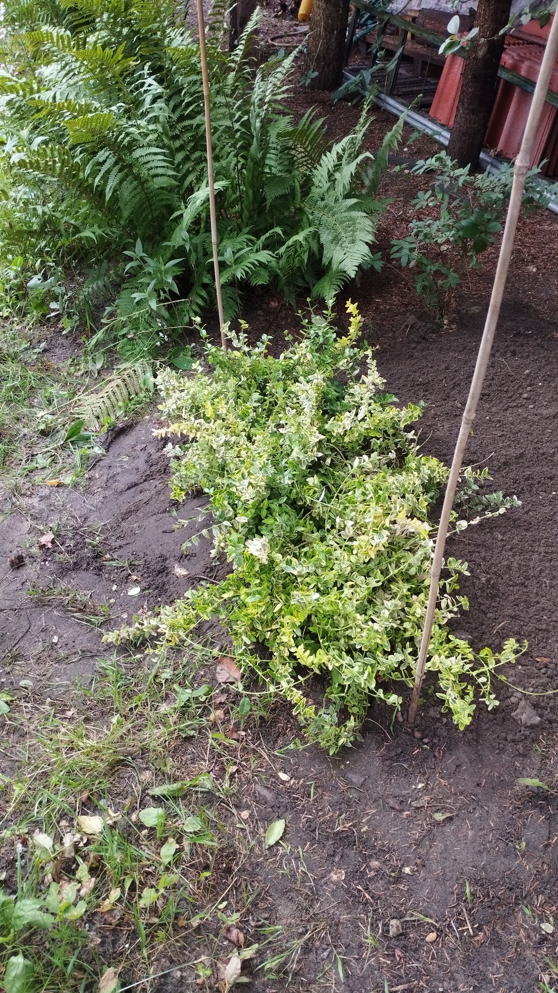 Krzew z zielono-białymi liśćmi w świeżo uprawionej ziemi, otoczony paprociami i trawą. Dwa bambusowe tyczki wspierają roślinę. Ślady ingerencji w otoczenie.