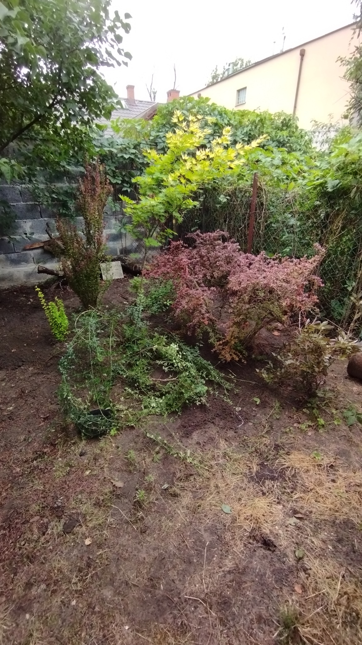 Fragment ogrodu po przycięciu roślin. Widoczne krzewy o różnej kolorystyce liści i świeżo obcięte pędy na ziemi. W tle siatka ogrodzeniowa i budynek.