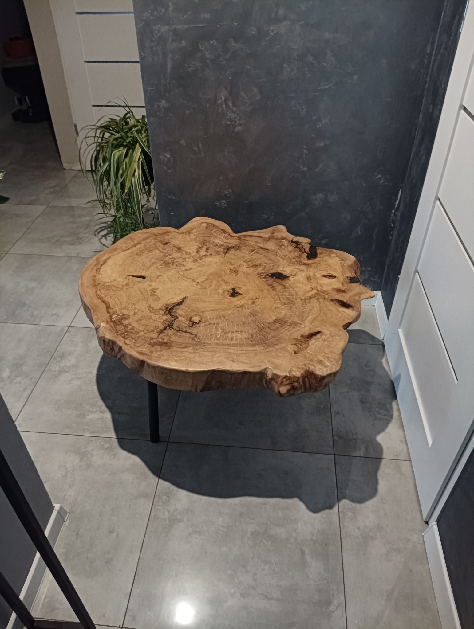 Stolik kawowy z blatem z naturalnego drewna o nieregularnym kształcie, wsparty na metalowych nogach, na tle szarej ściany z efektem betonu i rośliny doniczkowej.