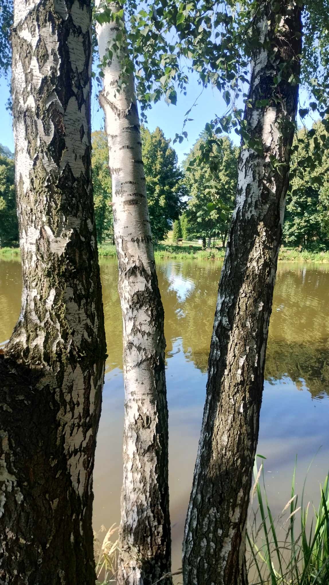 Trzy brzozy na pierwszym planie, z widokiem na staw i park w tle, letni dzień, oświetlenie słoneczne.