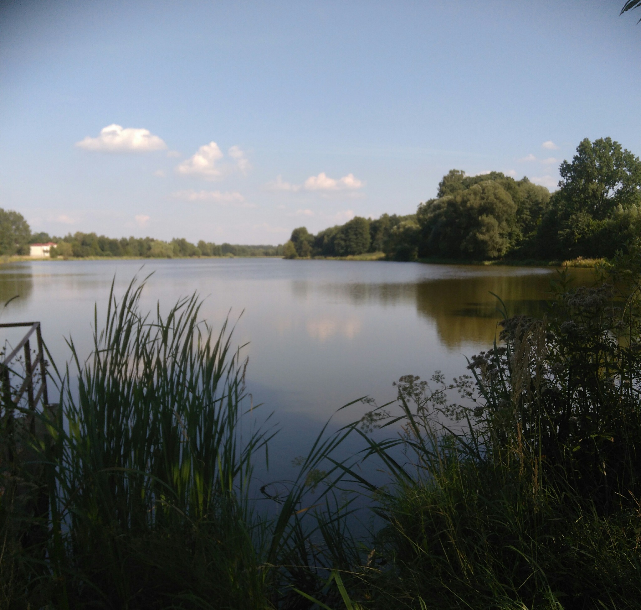 Spokojne jezioro otoczone zielenią drzew i trzcin, woda odbija błękit nieba z lekkimi obłokami.