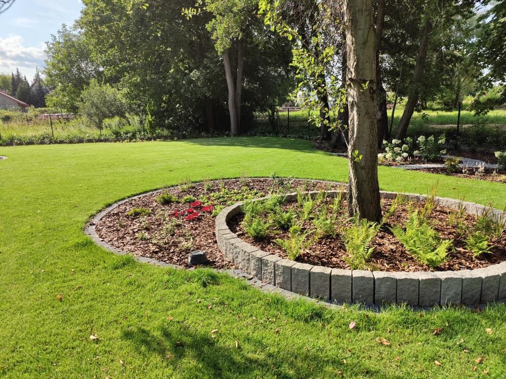 Okrągła rabata z obrzeżem z kostki granitowej otaczająca drzewo, wypełniona korą, paprociami i czerwonymi kwiatami na tle idealnie przystrzyżonego trawnika i drzew.