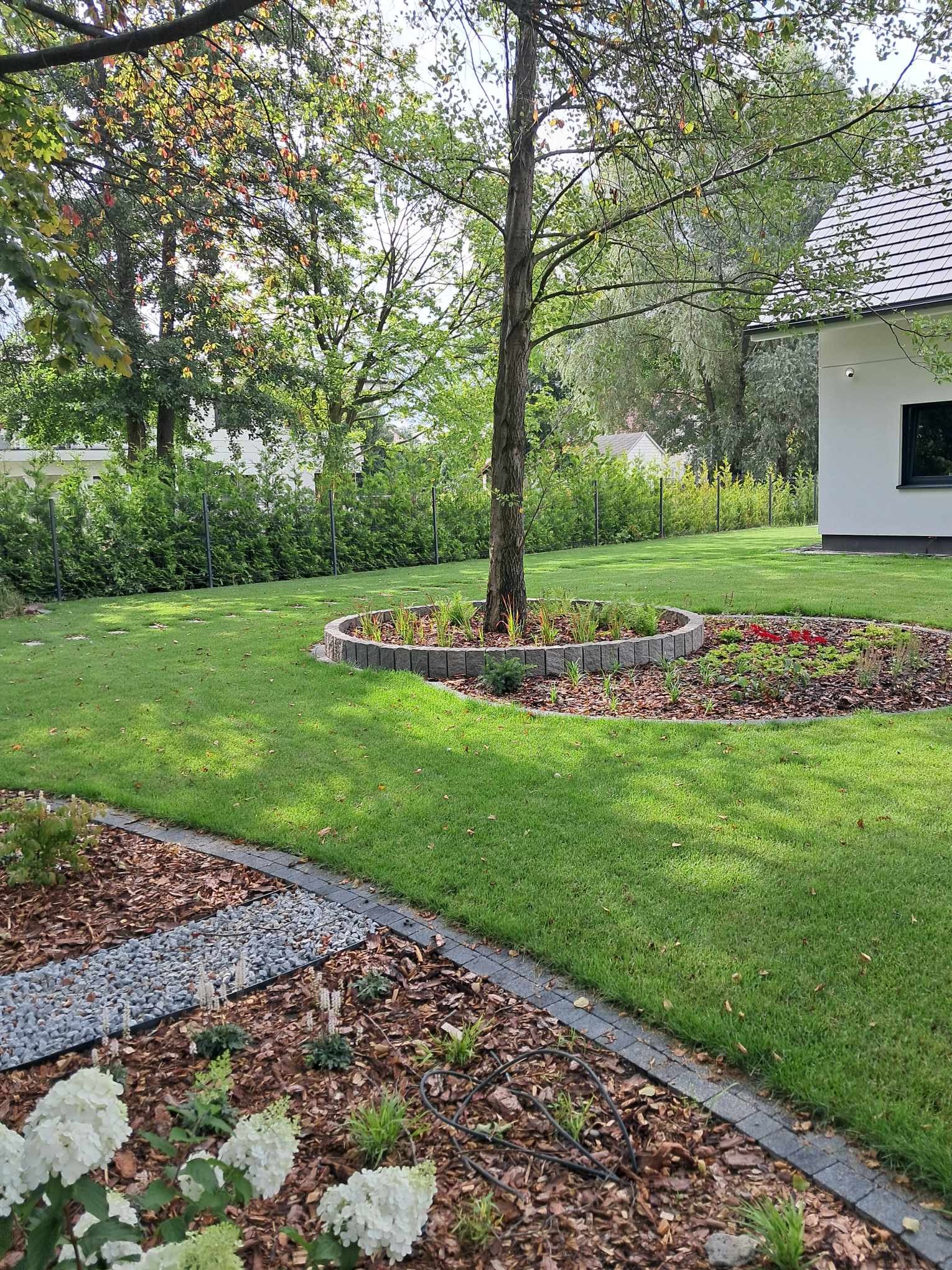 Zadbany ogród z równo przystrzyżonym trawnikiem, rabatą z obrzeżem z kostki wokół drzewa, ścieżką z kamieni i korą oraz kwitnącymi białymi hortensjami w pierwszym planie. W tle widoczny dom...