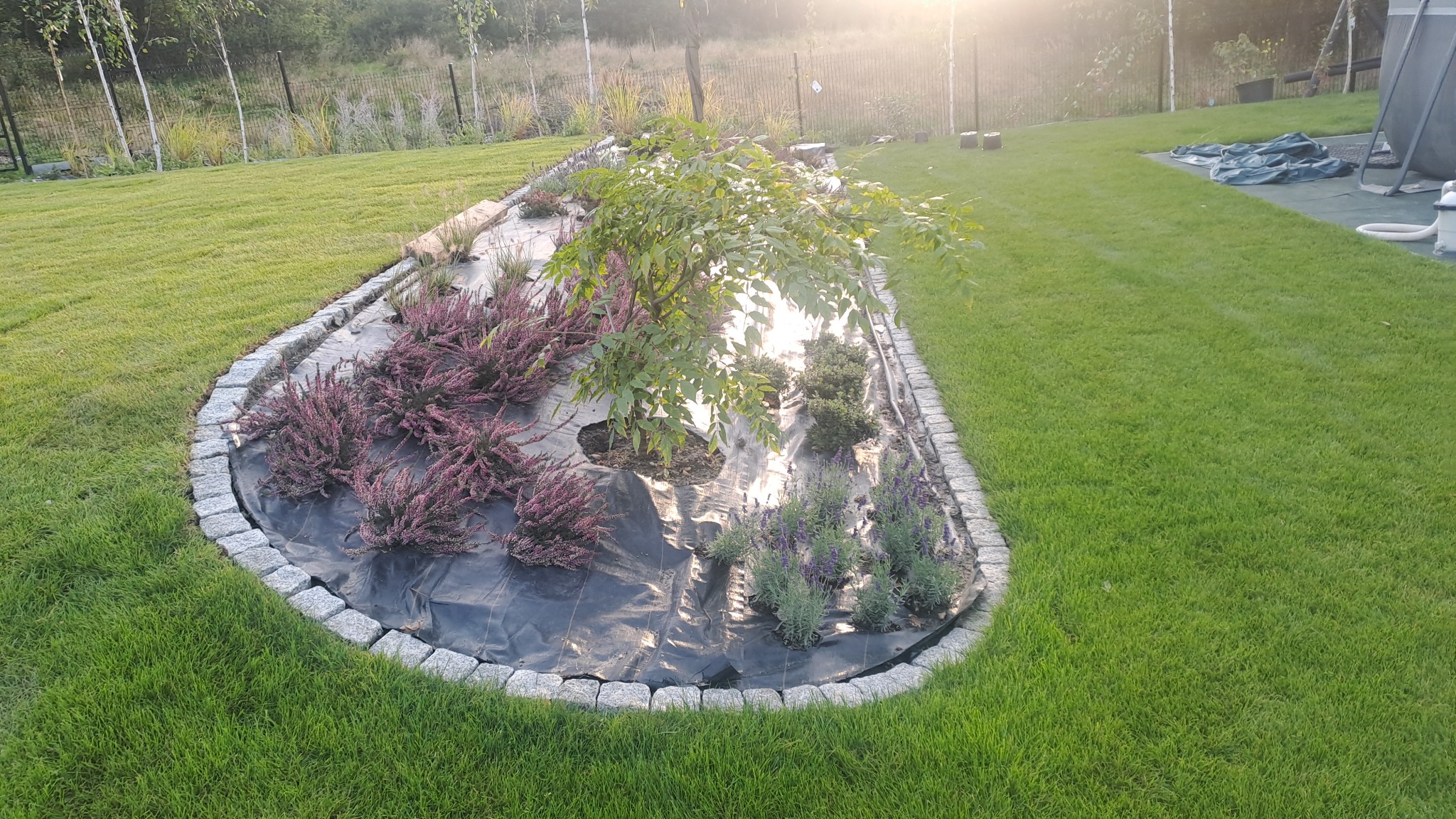 Rabata ogrodowa wykończona kostką granitową, z nasadzeniami wrzosów i lawendy na czarnej agrowłókninie, w tle trawnik i drzewa.