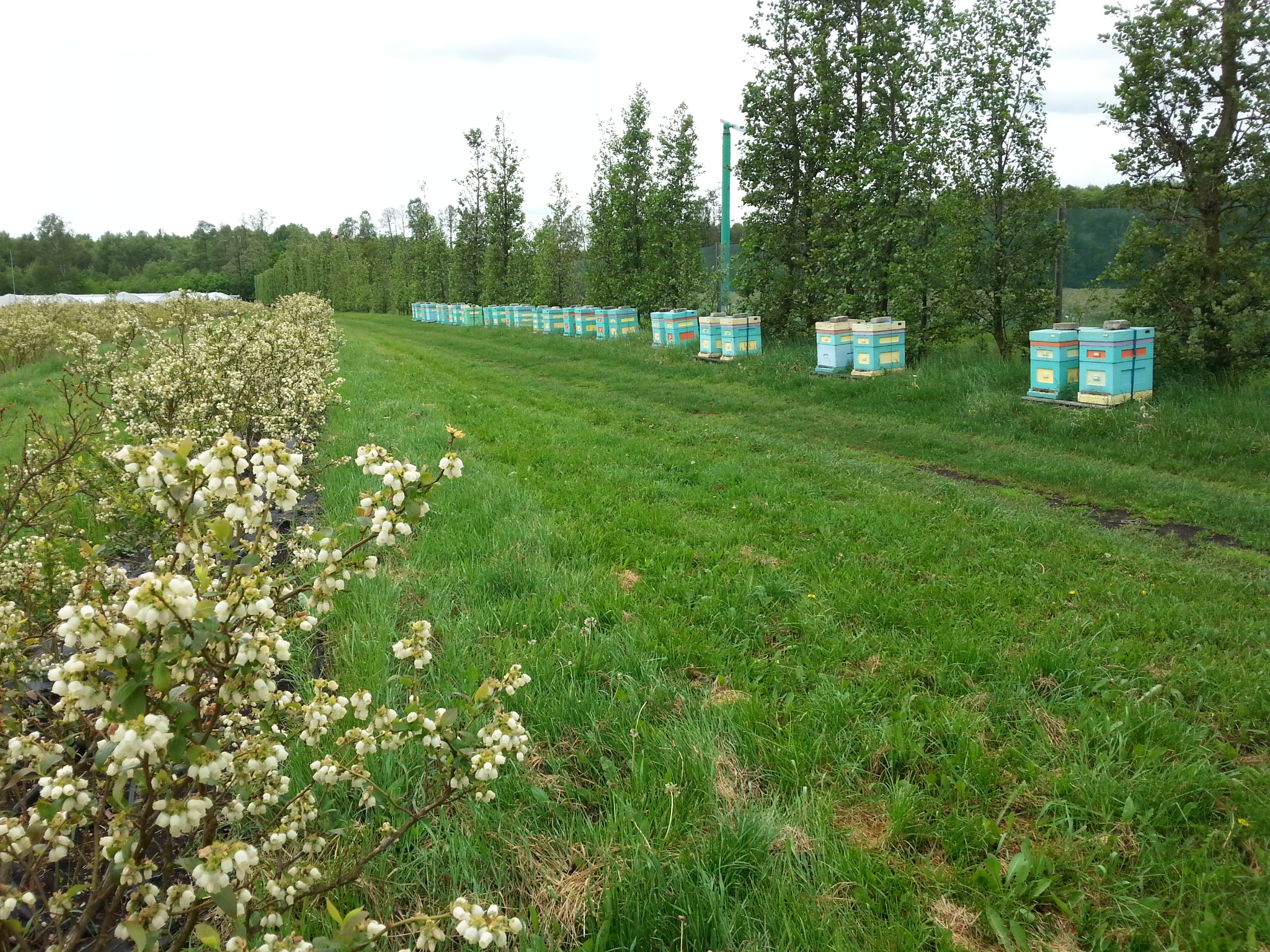 Pasieka borówka amerykańska