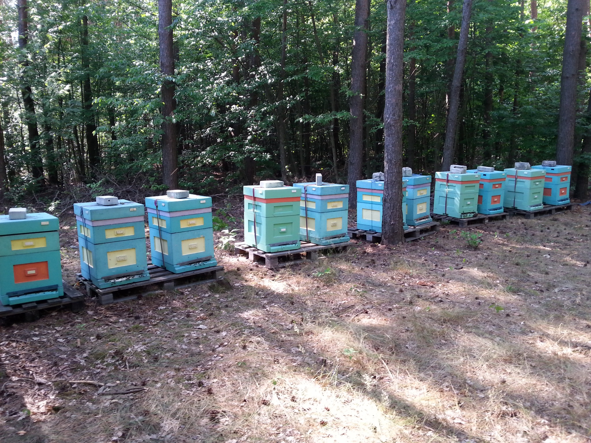 Pasieka na spadzi iglastej