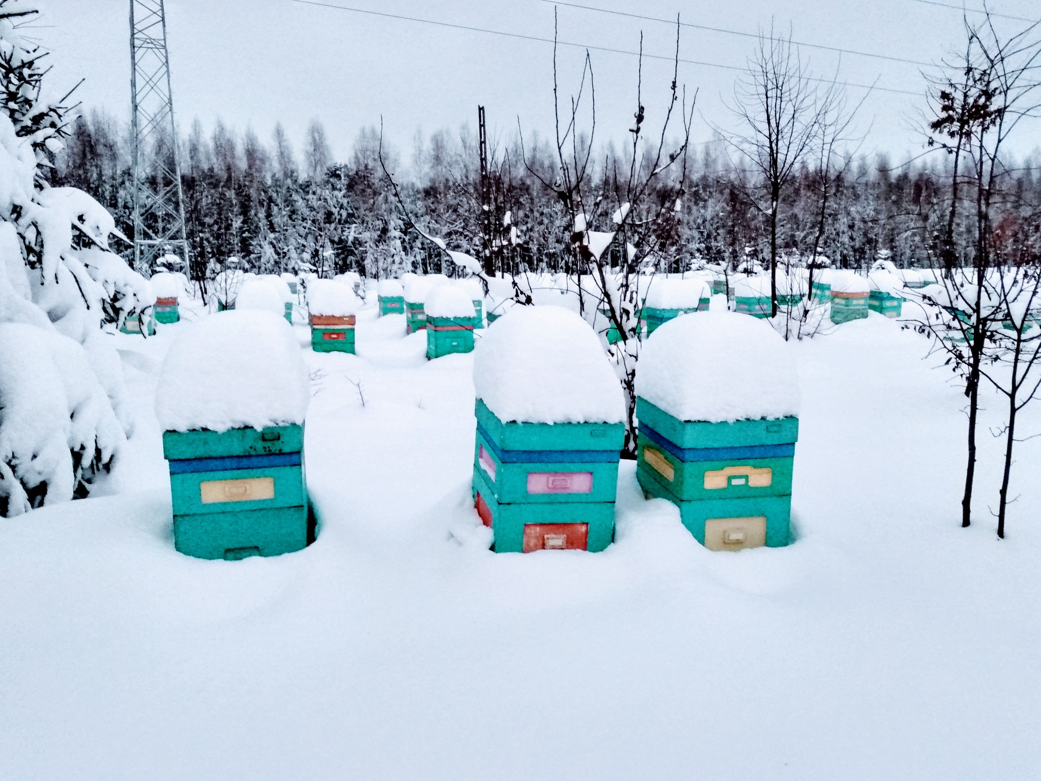 Pasieka w zimowej scenerii