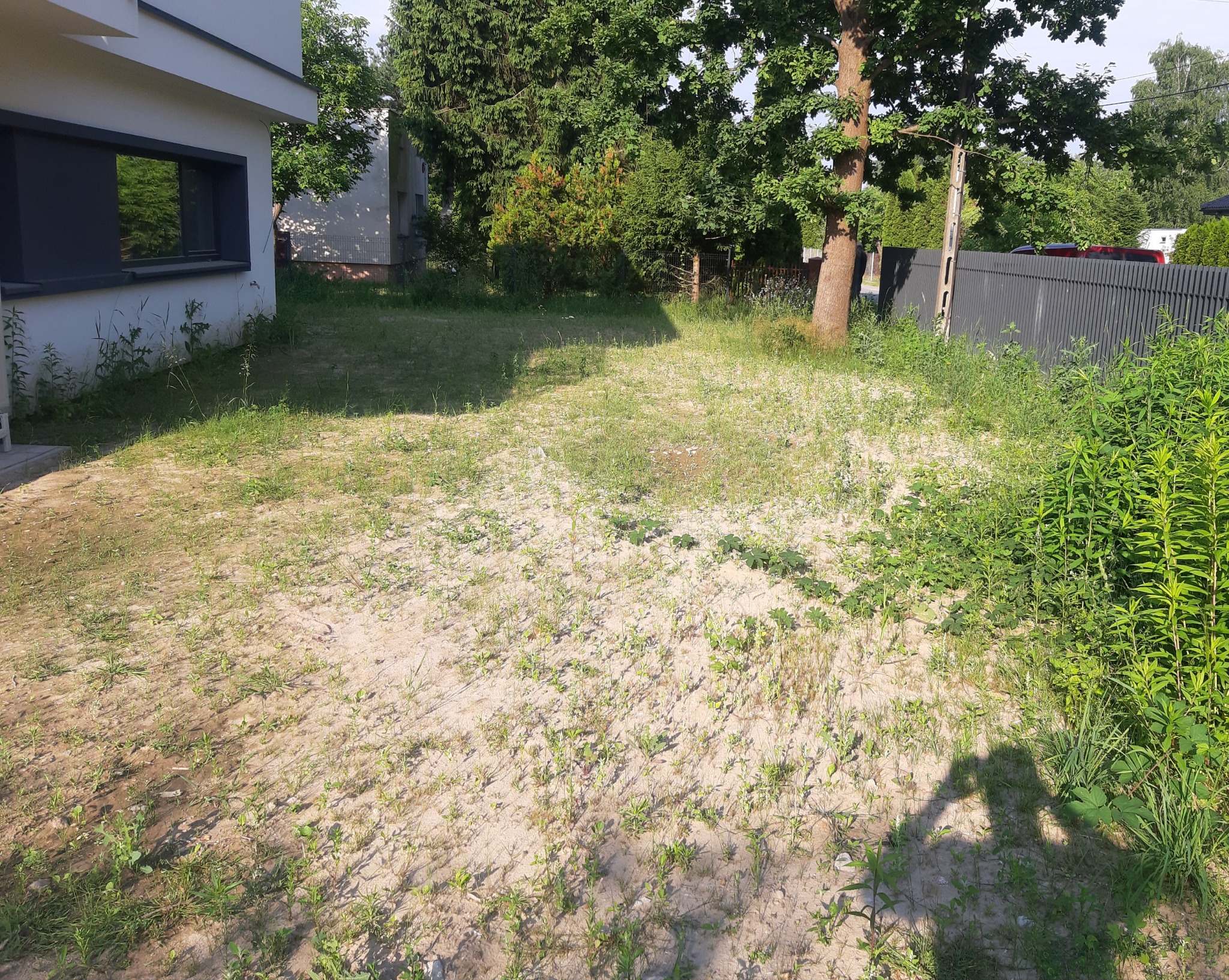 Przygotowany teren pod trawnik z widoczną piaszczystą glebą, młodymi źdźbłami trawy, chwastami i fragmentem nowoczesnego domu w tle.