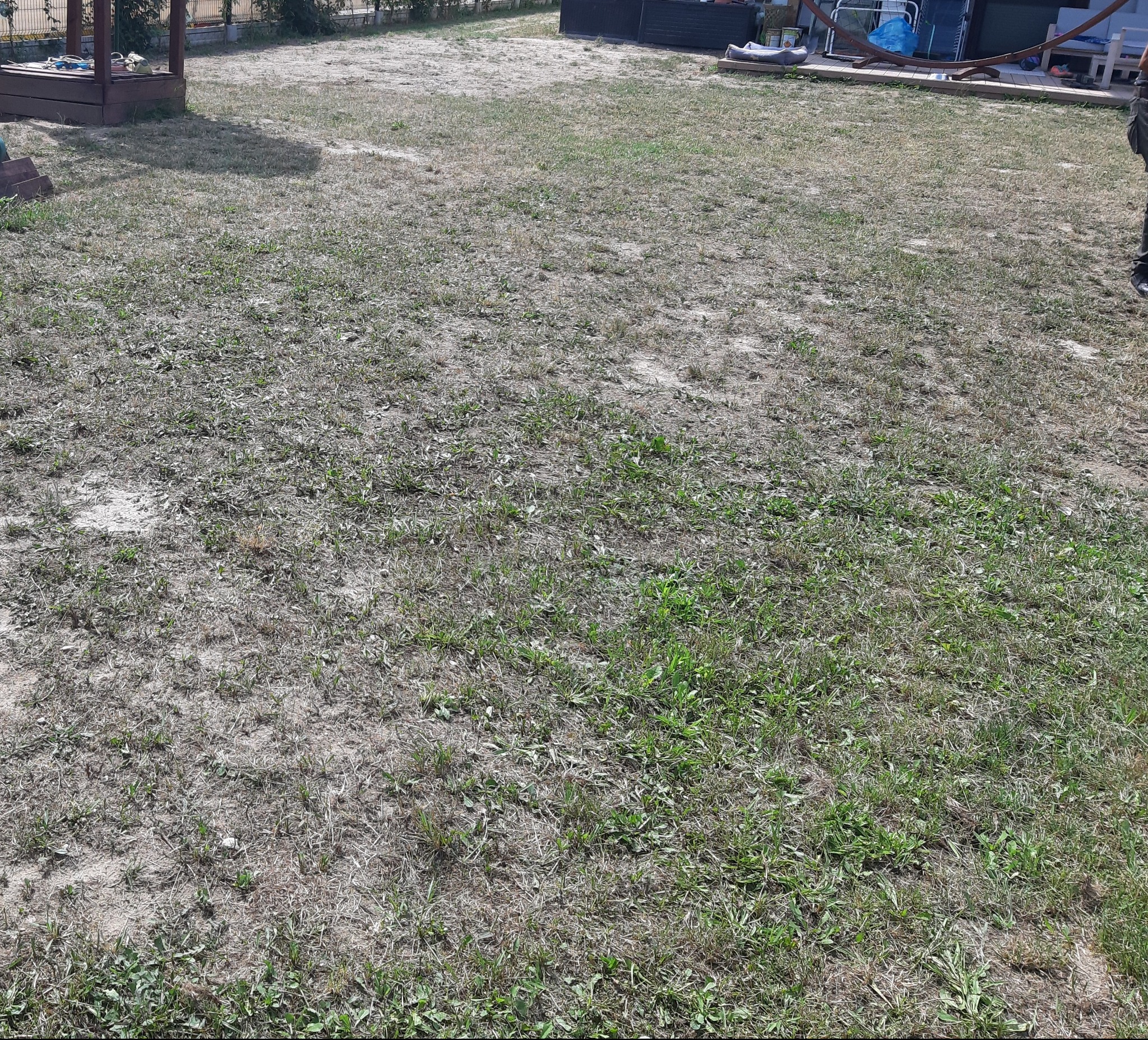 Przygotowanie terenu pod trawnik: widok na ziemię z rzadką trawą i chwastami przed założeniem trawnika z rolki.