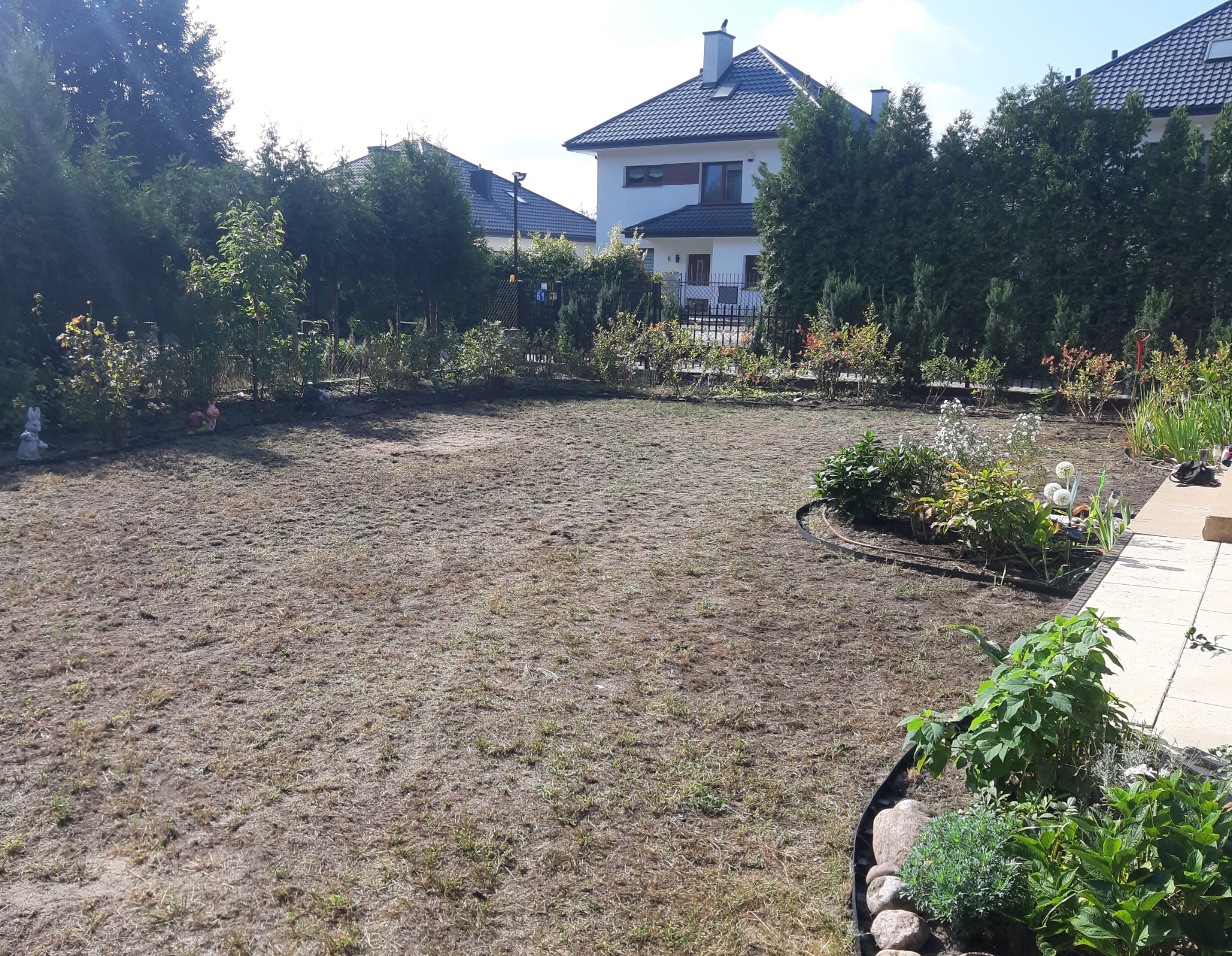 Przygotowany teren pod trawnik z widocznym systemem nawadniania, otoczony tujami i rabatami kwiatowymi, z domami w tle.