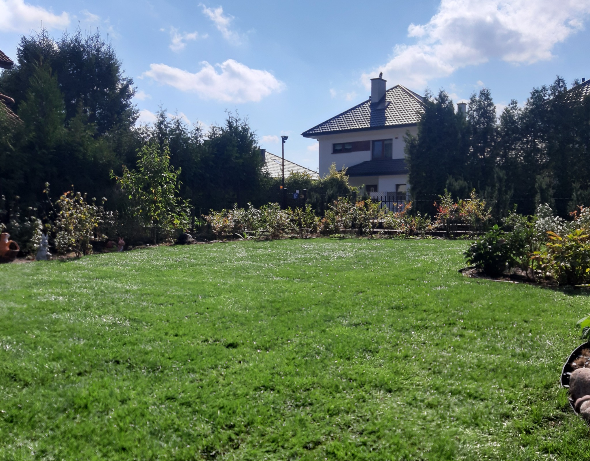 Świeżo położona, równa darń na trawniku przed domem z zadbanym ogrodem i tujami wzdłuż ogrodzenia, błękitne niebo z delikatnymi chmurami w tle.