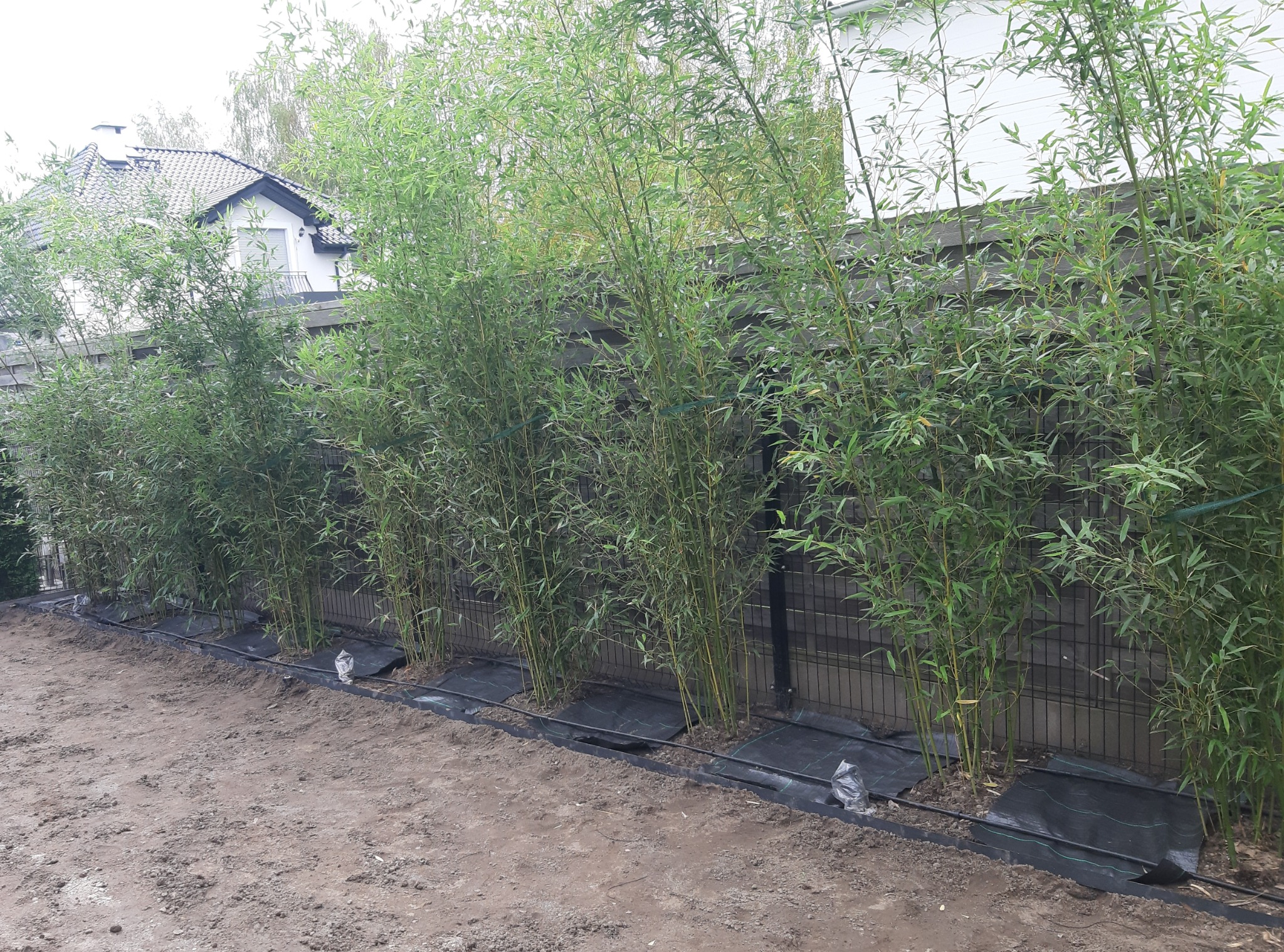 Szpaler posadzonych młodych bambusów wzdłuż ogrodzenia z siatki, zabezpieczonych czarną agrowłókniną i systemem nawadniania kroplowego, z widoczną ziemią przygotowaną pod nasadzenia.