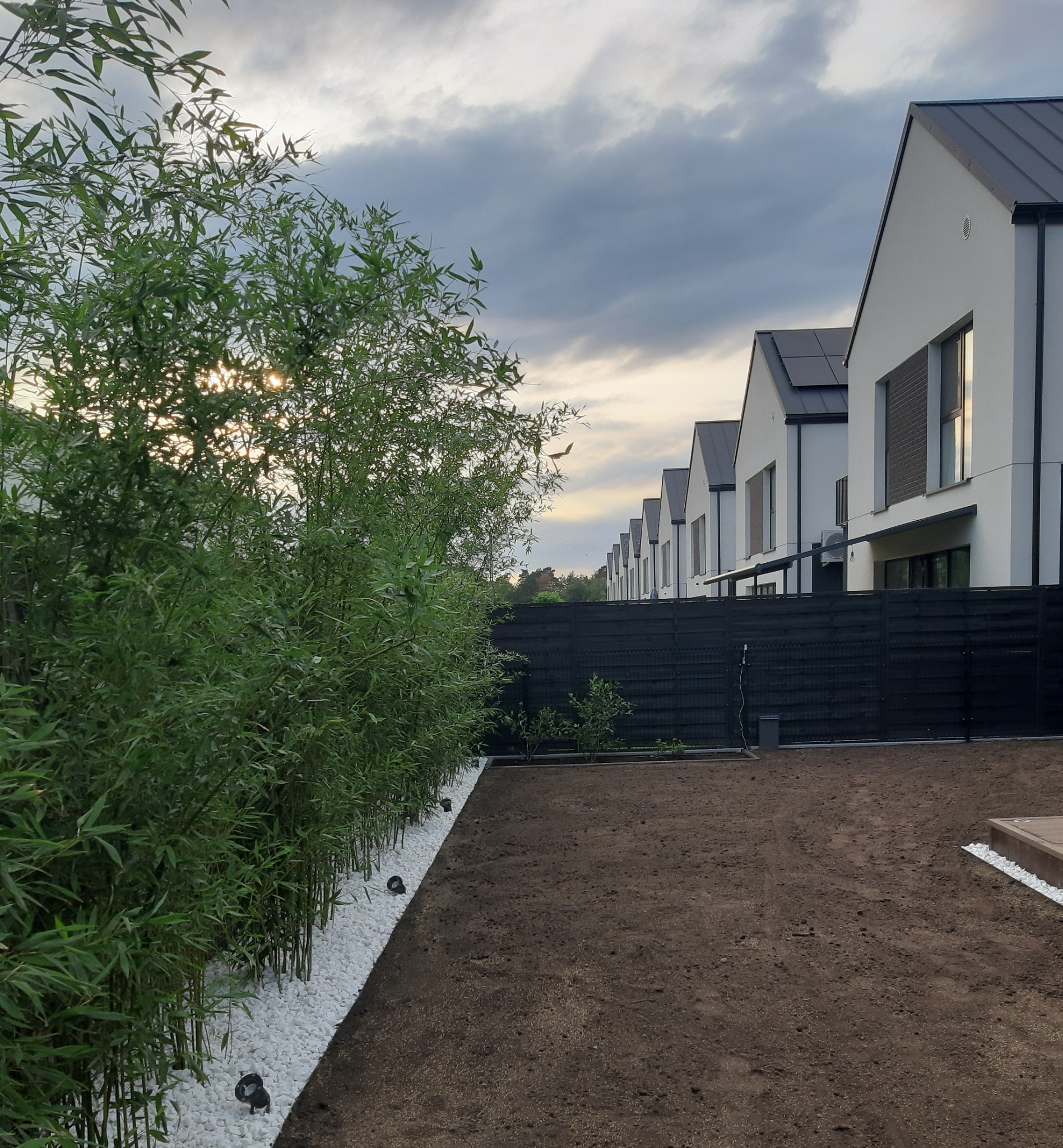 Przygotowany teren pod trawnik z bambusową przesłoną i białymi kamieniami ozdobnymi wzdłuż ogrodzenia i oświetleniem punktowym, na tle nowoczesnych domów.