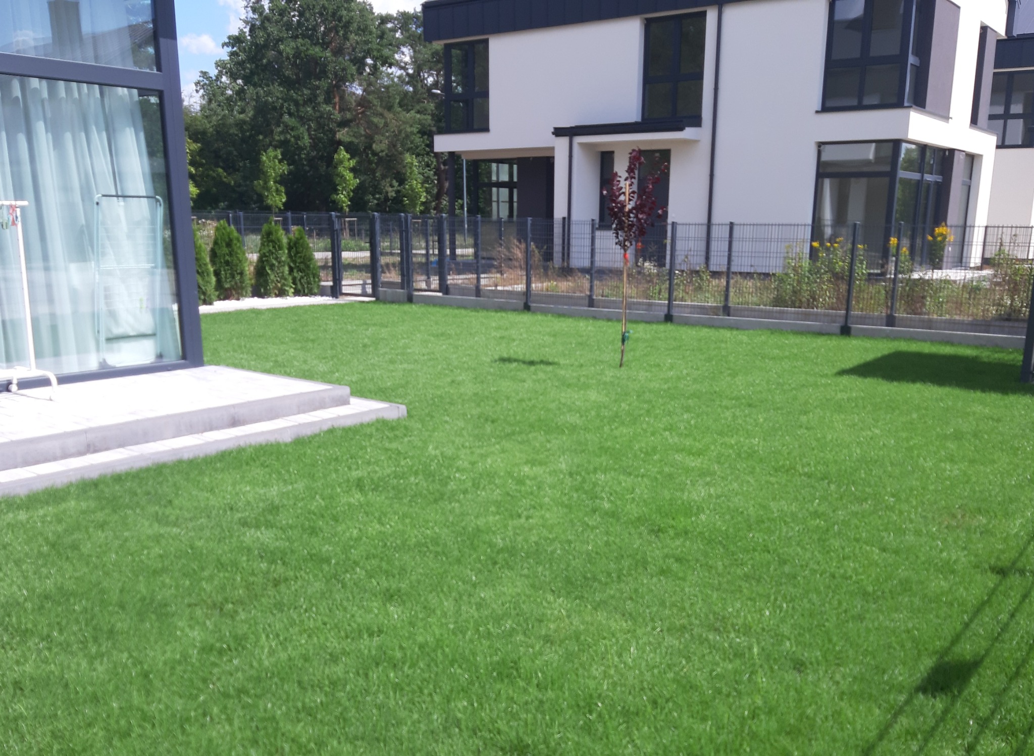 Świeżo ułożony, gęsty trawnik przed nowoczesnym domem z szarą metalową siatką ogrodzeniową, widoczne młode drzewko i tuje.