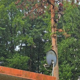 Wycinka drzew Wójtowo 2