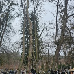 Wycinka drzew Wójtowo 4