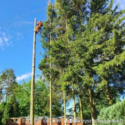 MelGraf Krzysztof Baranowski - Osoba w pomarańczowym kombinezonie, zabezpieczona linami, tnie wysokie drzewo piłą łańcuchową na tle błękitnego nieba, w pobliżu linii energetycznych.