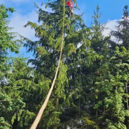 Arborysta w czerwonym kasku i uprzęży, wspinający się na wysoką, gęstą choinę za pomocą liny, na tle błękitnego nieba z chmurami.