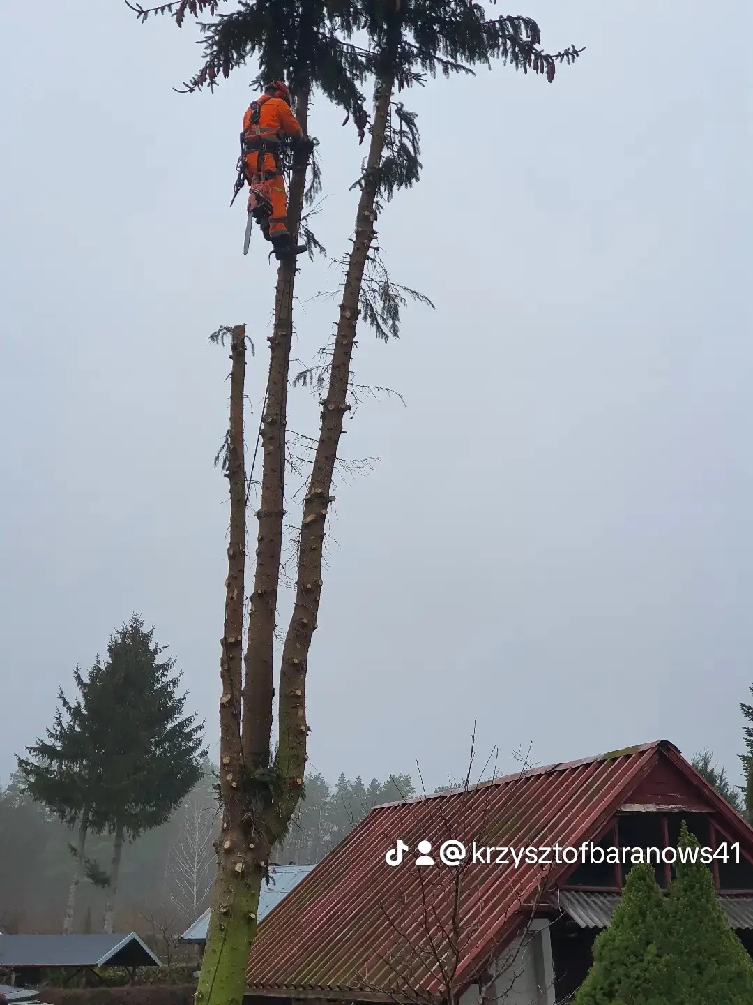 Arborysta w pomarańczowym kombinezonie, zabezpieczony linami, tnie gałęzie wysokiego drzewa za pomocą piły łańcuchowej; w tle czerwony dach budynku i mglista pogoda.