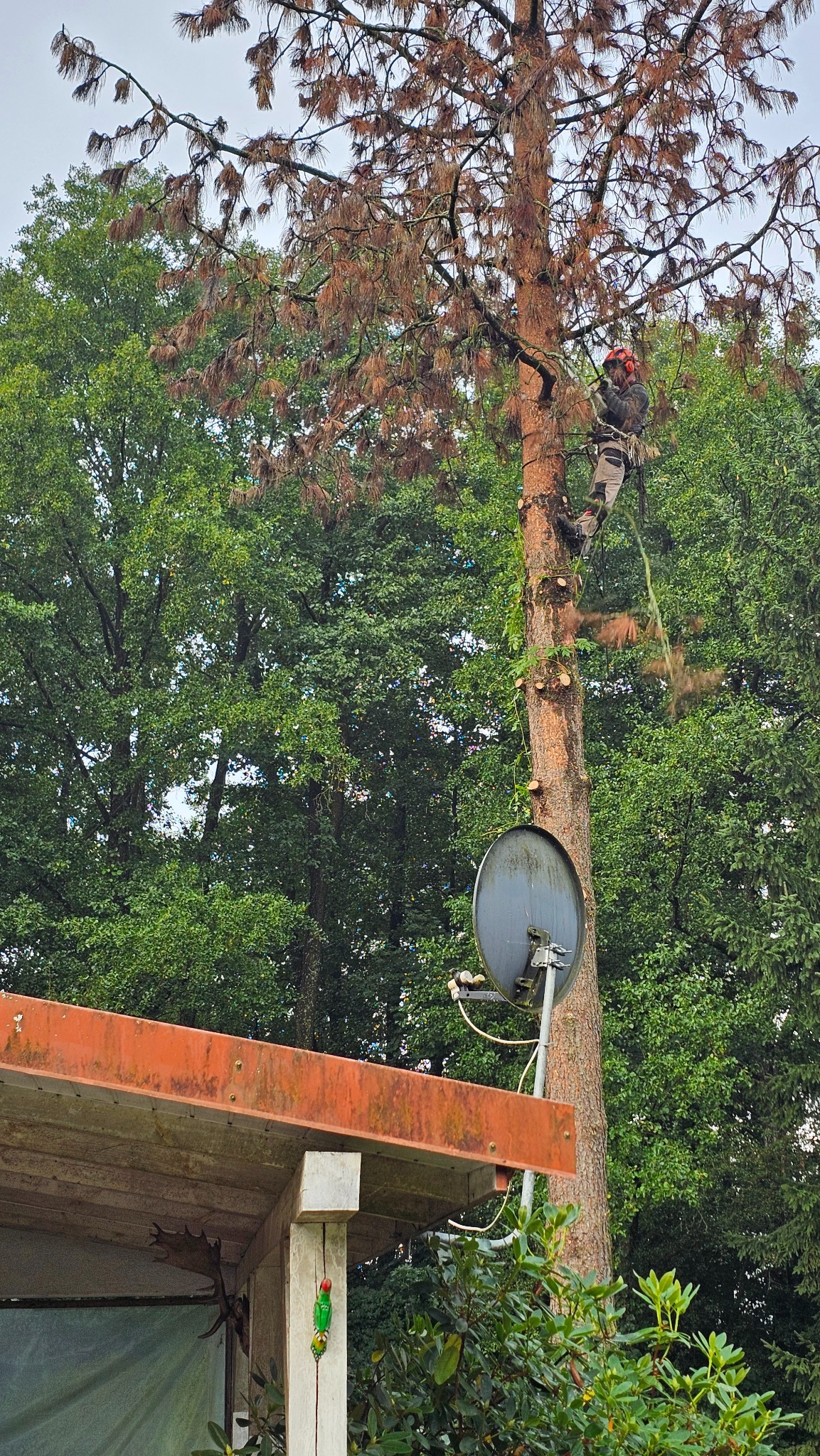 Arborysta w uprzęży, z kaskiem i słuchawkami ochronnymi, przycina gałęzie wysokiego, brązowiejącego drzewa iglastego, z widocznymi świeżymi cięciami na pniu, na tle zielonego listowia innych drzew...