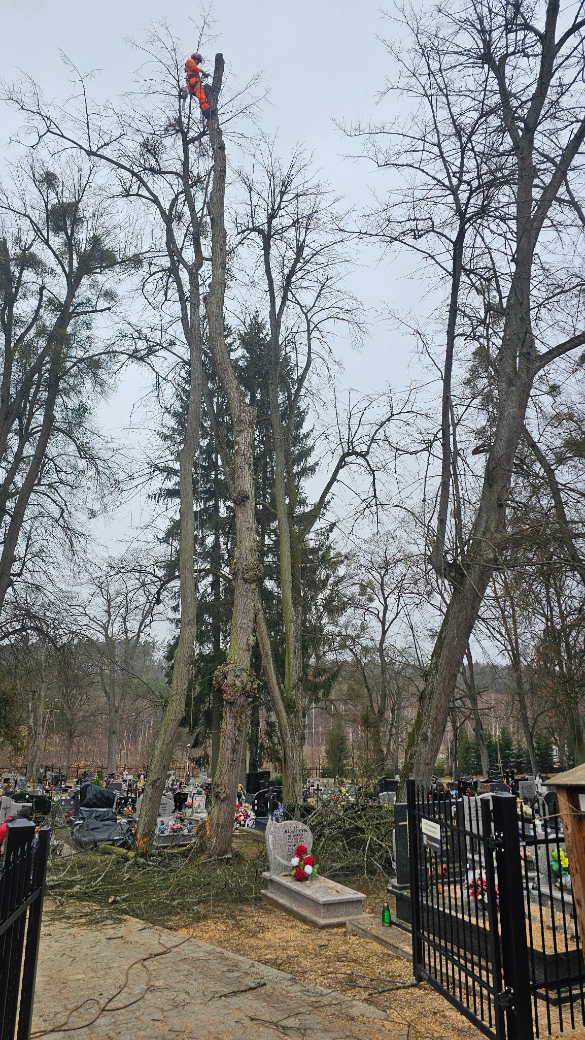 Pracownik w pomarańczowym kombinezonie na wysokości, zabezpieczony linami, usuwa gałęzie z wysokiego drzewa na cmentarzu, w tle nagrobki i powalone gałęzie.