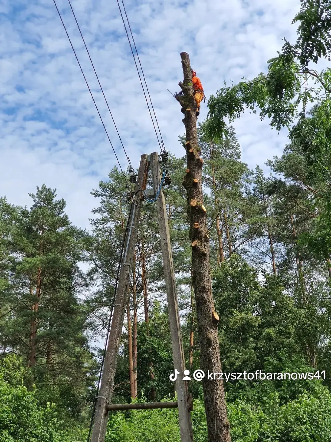 Arborysta w pomarańczowym kombinezonie, pracujący piłą spalinową na szczycie ogołoconego z gałęzi drzewa, obok słupa energetycznego na tle błękitnego nieba z chmurami.