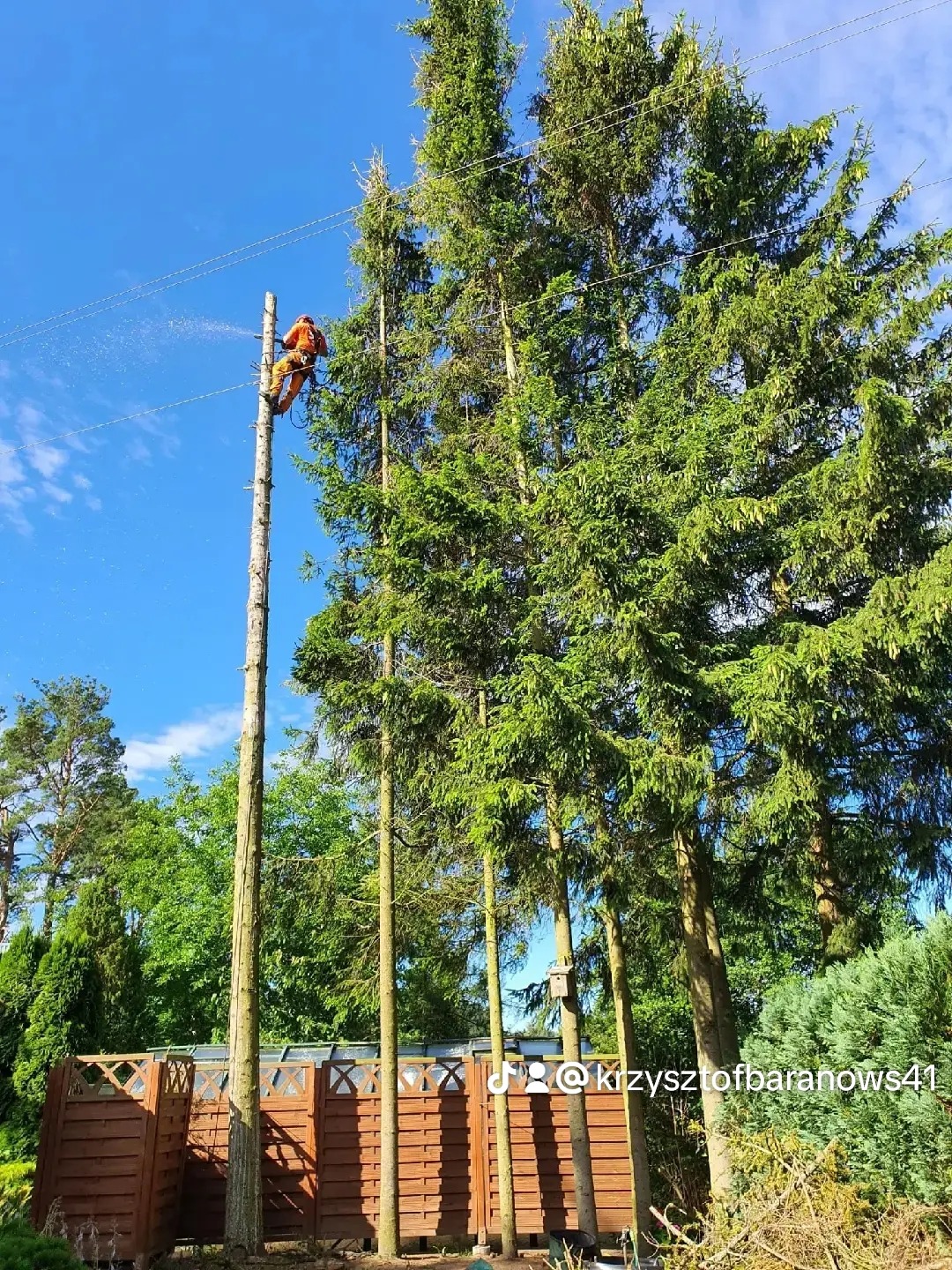 Osoba w pomarańczowym kombinezonie, zabezpieczona linami, tnie wysokie drzewo piłą łańcuchową na tle błękitnego nieba, w pobliżu linii energetycznych.