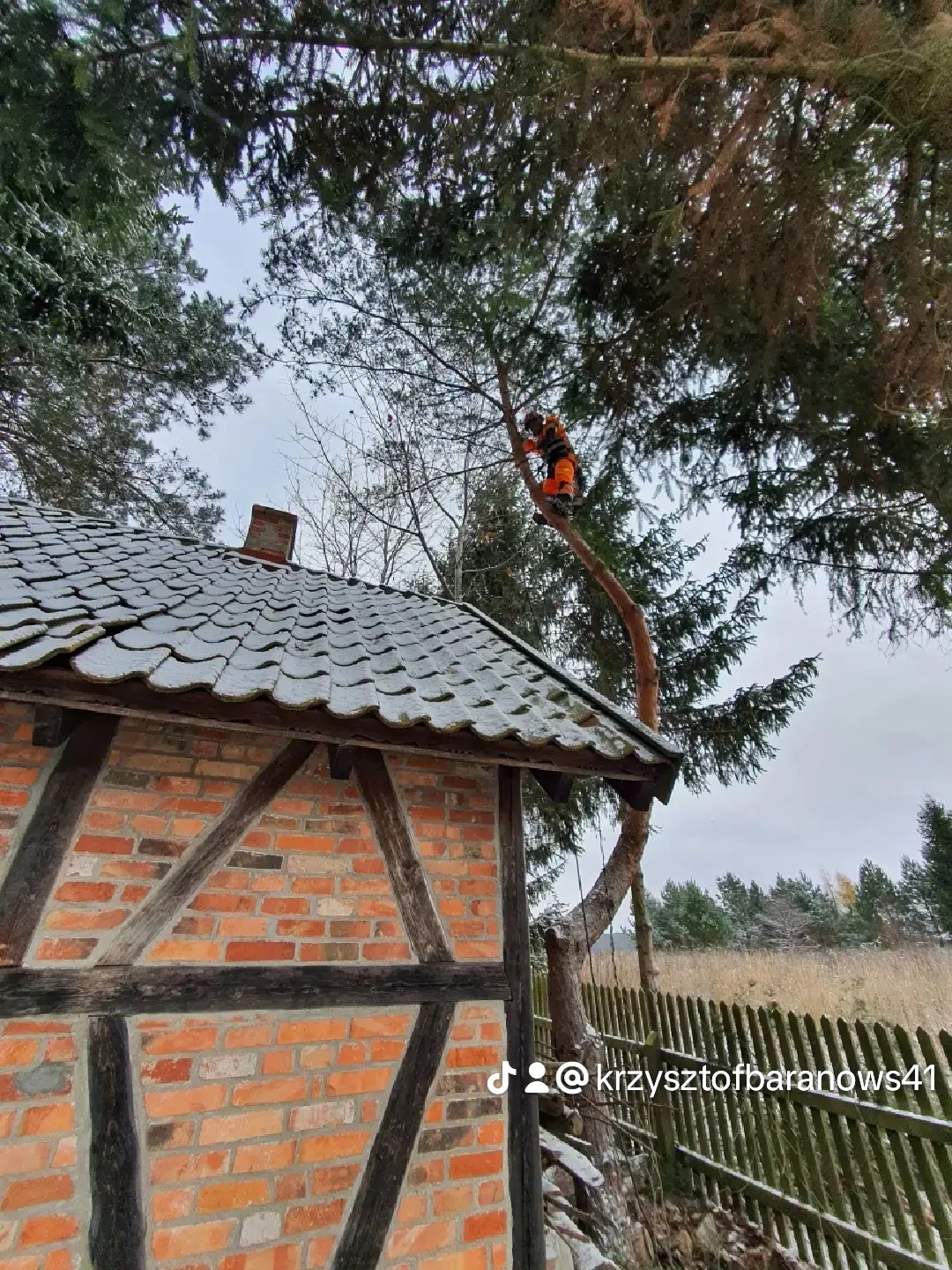 Pracownik w kombinezonie ochronnym na wysokości, przycina gałęzie drzewa rosnącego blisko budynku z cegły i drewnianą konstrukcją szkieletową, widoczne drewniane ogrodzenie i las w tle.