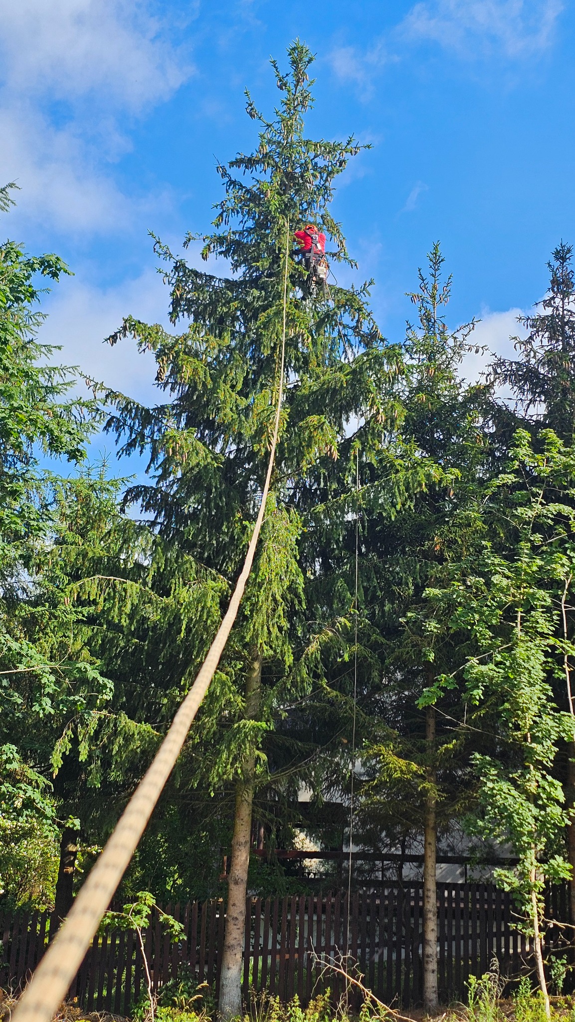 Arborysta w czerwonym kasku i uprzęży, wspinający się na wysoką, gęstą choinę za pomocą liny, na tle błękitnego nieba z chmurami.
