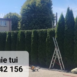 Wycinka drzew Przemyśl 4