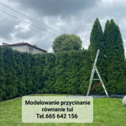 Równy szpaler zielonych tui po formowaniu, z rozstawioną drabiną aluminiową i resztkami po strzyżeniu na trawniku.