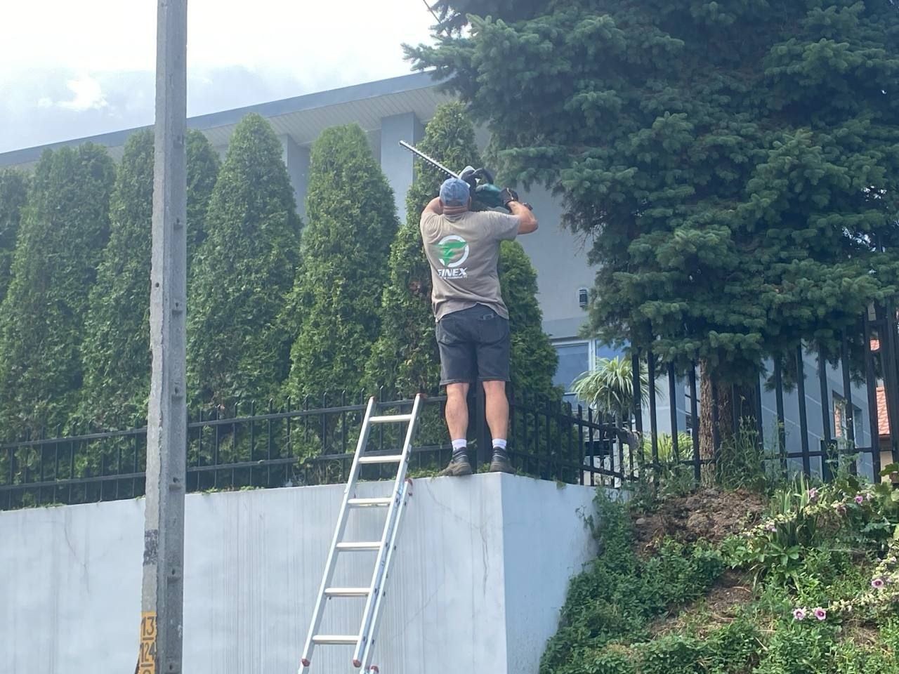 Pracownik firmy ogrodniczej na drabinie, używa elektrycznych nożyc do formowania wysokiego, gęstego żywopłotu z iglaków, widocznych na tle budynku.
