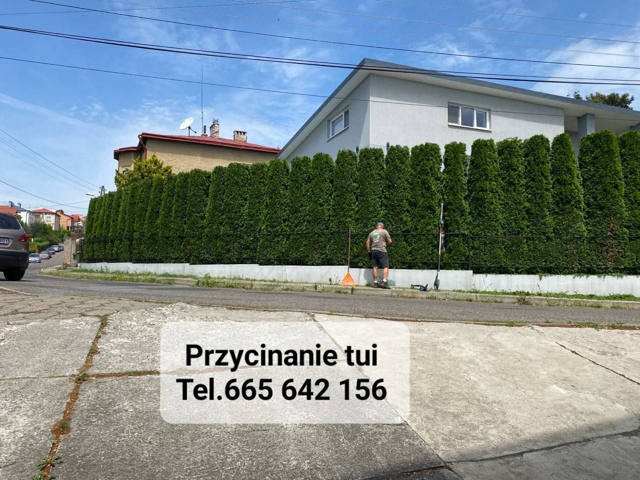 Mężczyzna w trakcie formowania żywopłotu z tui za pomocą elektrycznych nożyc, zgrabiając ścięte gałęzie pomarańczowymi grabiami. W tle dom jednorodzinny.