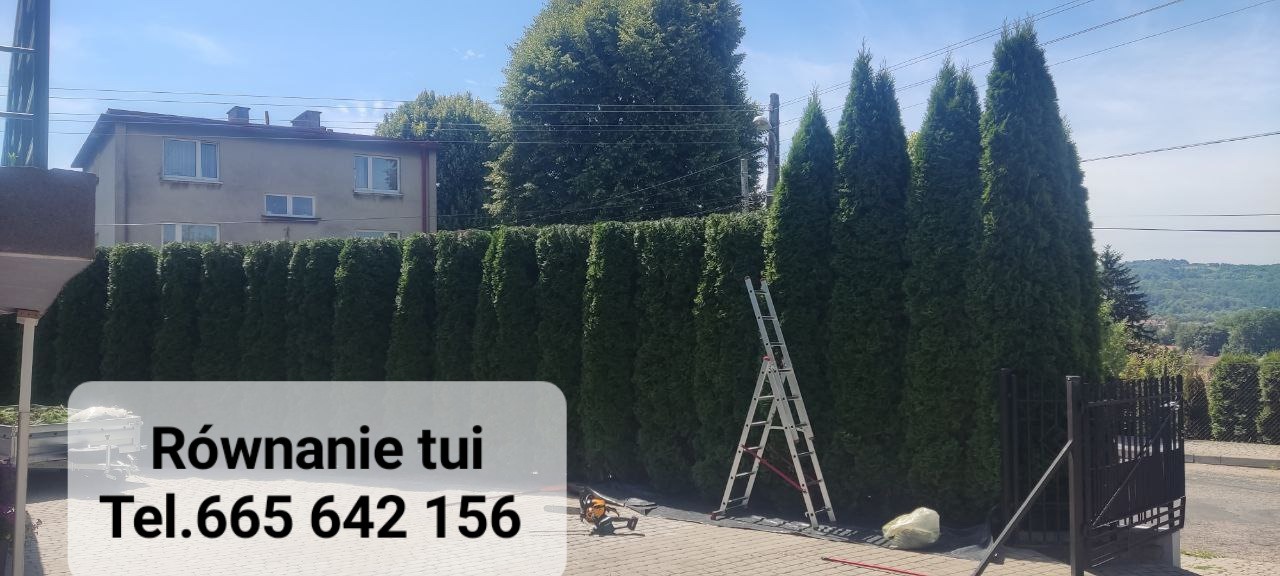 Równy szpaler wysokich tuj, po świeżym formowaniu, z rozstawioną drabiną i workiem z obciętymi gałęziami, na tle domu i zieleni.