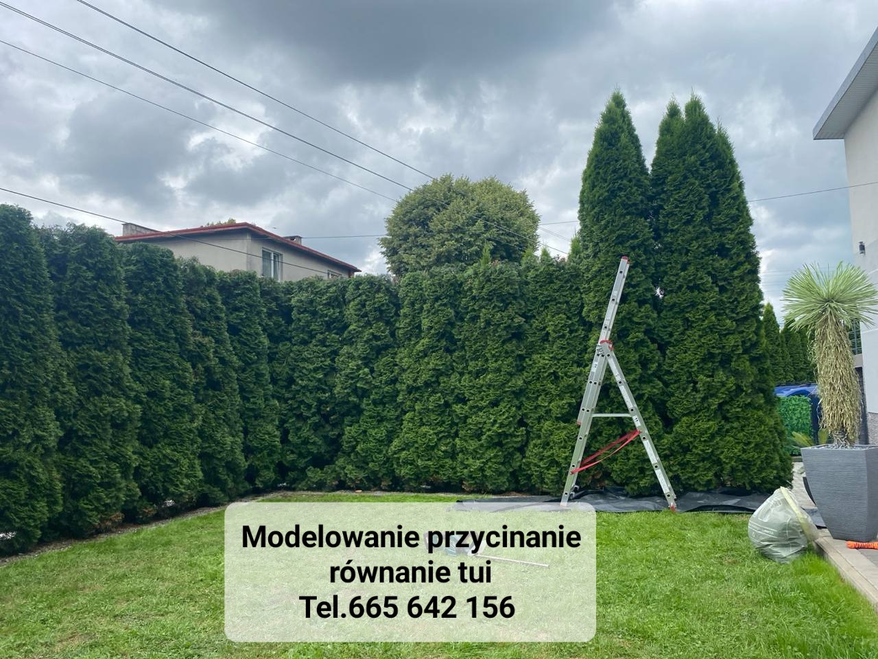 Równy szpaler zielonych tui po formowaniu, z rozstawioną drabiną aluminiową i resztkami po strzyżeniu na trawniku.